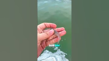 Tôm chết sau mưa? Đừng bỏ qua 3 lỗi người nuôi hay mắc phải!#nuoitom #tomthechantrang