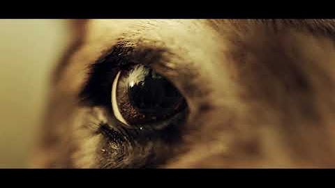 DUCK!   - Blender short film