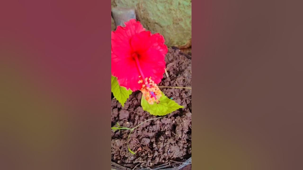 jaswanti flower short beautifull YouTube