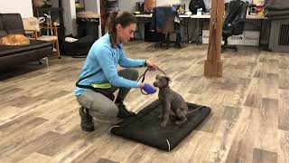 Jax The 14 Week Old Pitbull Learning Obedience Week 1 - K9One Dog Training