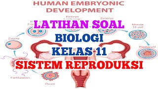 Latihan Soal Biologi Kelas 11  SISTEM REPRODUKSI