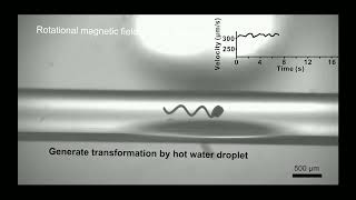 Shape Memory Alloy Helical Microrobots with Transformable Capability Movie 1