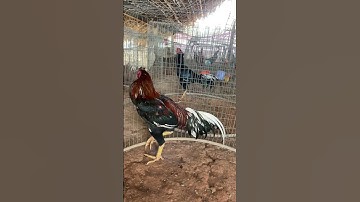 Kodi Dega #bhimavaram #punjulu #rooster #shortvideo #shortsart #shortsfeed #shortsyoutube #shorts