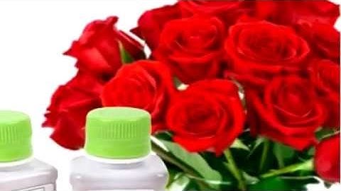 Nước cắm hoa tươi lâu Nano Bạc - Cho hoa phát triển bền đẹp