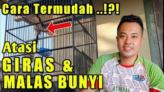 Download Lagu RESEP ISTIMEWA BOLO, INILAH CARA MENGATASI CENDET GIRAS DAN MALAS BERKICAU MP3 Download Lagu RESEP ISTIMEWA BOLO, INILAH CARA MENGATASI CENDET GIRAS DAN MALAS BERKICAU MP3