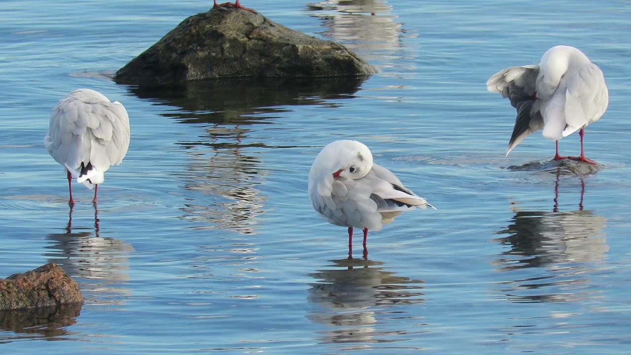 Gaviota cahuil (Chroicocephalus maculipennis)
