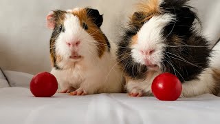 The Story Is About How I Tried To Persuade Guinea Pigs To Try Cherry Tomatoes And Strawberries