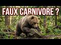 Ours brun : Le Faux Carnivore Qui Plante des Forêts