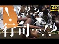【ブチギレ!?】なんだその態度!行司が力士をぶん投げる。実はこれ…【大相撲】