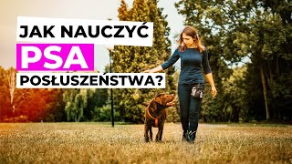 Jak nauczyć psa posłuszeństwa?