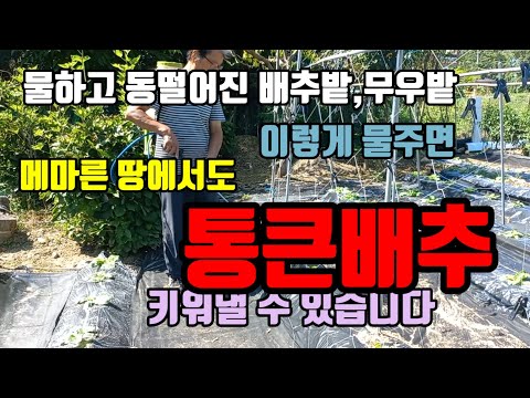 텃밭배추,무우 물주는 방법(기발하고 효과100%)