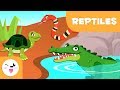 Reptiles for kids - Vertebrate animals - Natural Science For Kids