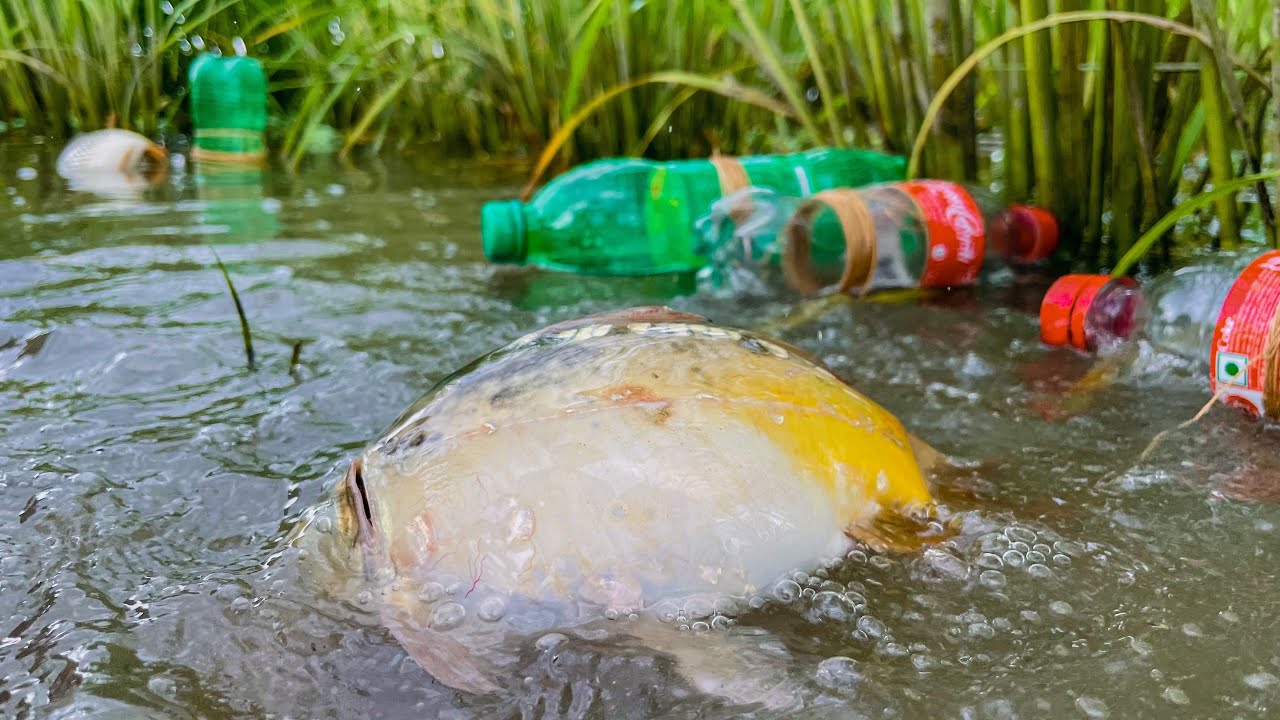 plastic bottle fishing trap 🐬plastic bottle fishing techniques | bottle fish catching🐬 (Part-15)
