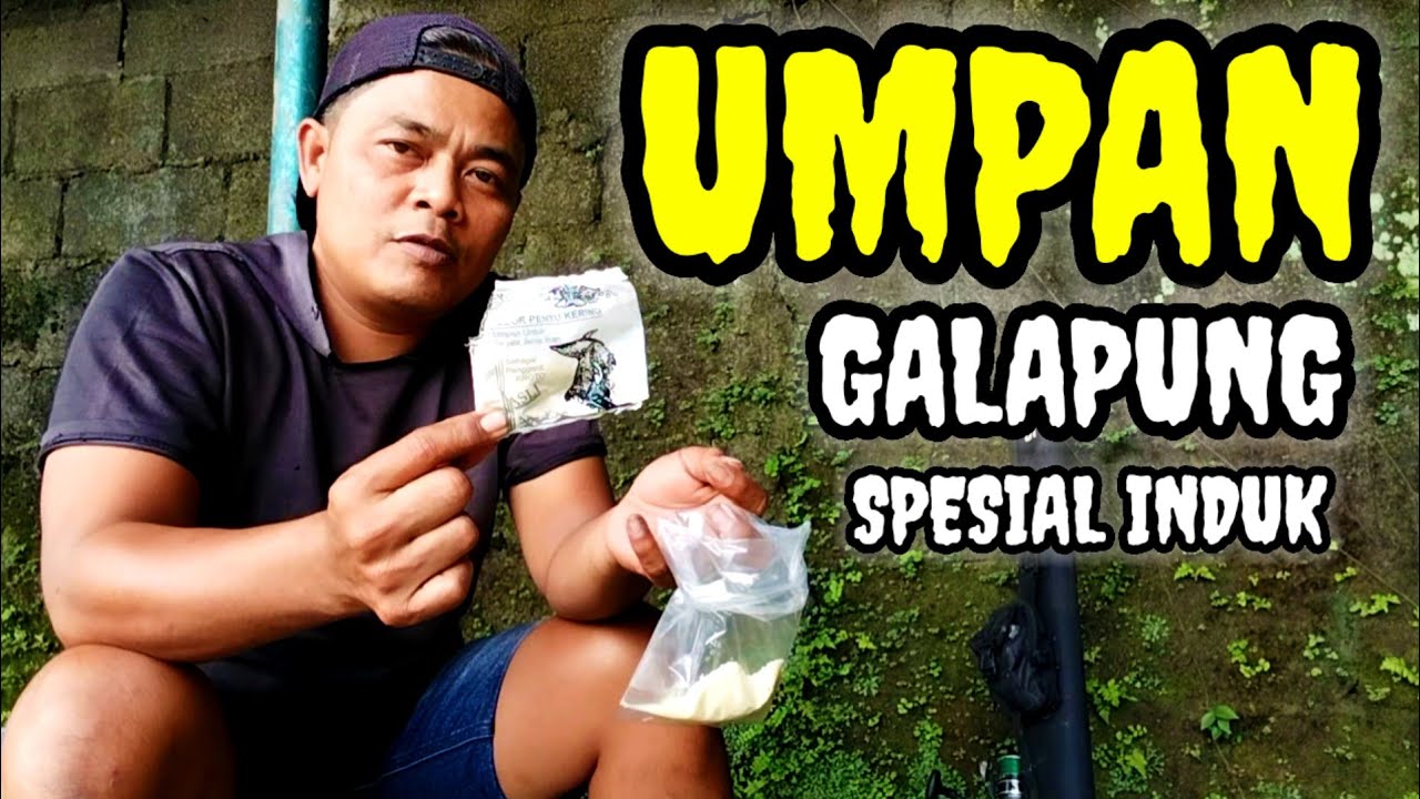 SPESIAL INDUK !! TES LANGSUNG STRIKE||UMPAN IKAN MAS BABON PALING JITU