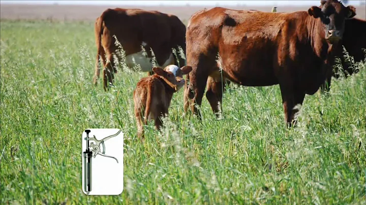 IPCVA FORMOSA - Patricia Zimmer