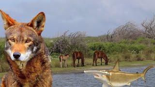 Wildlife of the Outer Banks, NC Documentary