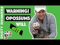 Warning! Opossums WILL Bite, I'm a professional :) [3 Weird Facts]