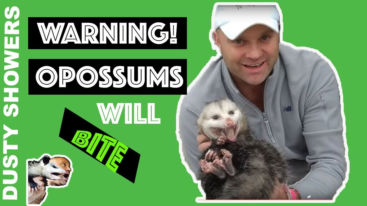 Warning! Opossums WILL Bite, I'm a professional :) [3 Weird Facts]