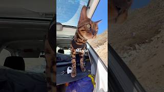 #cat #shortvideo #shorts #marvin #dsai