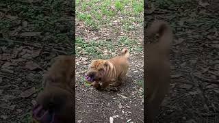 Shar pei puppy zoomies. #dogs