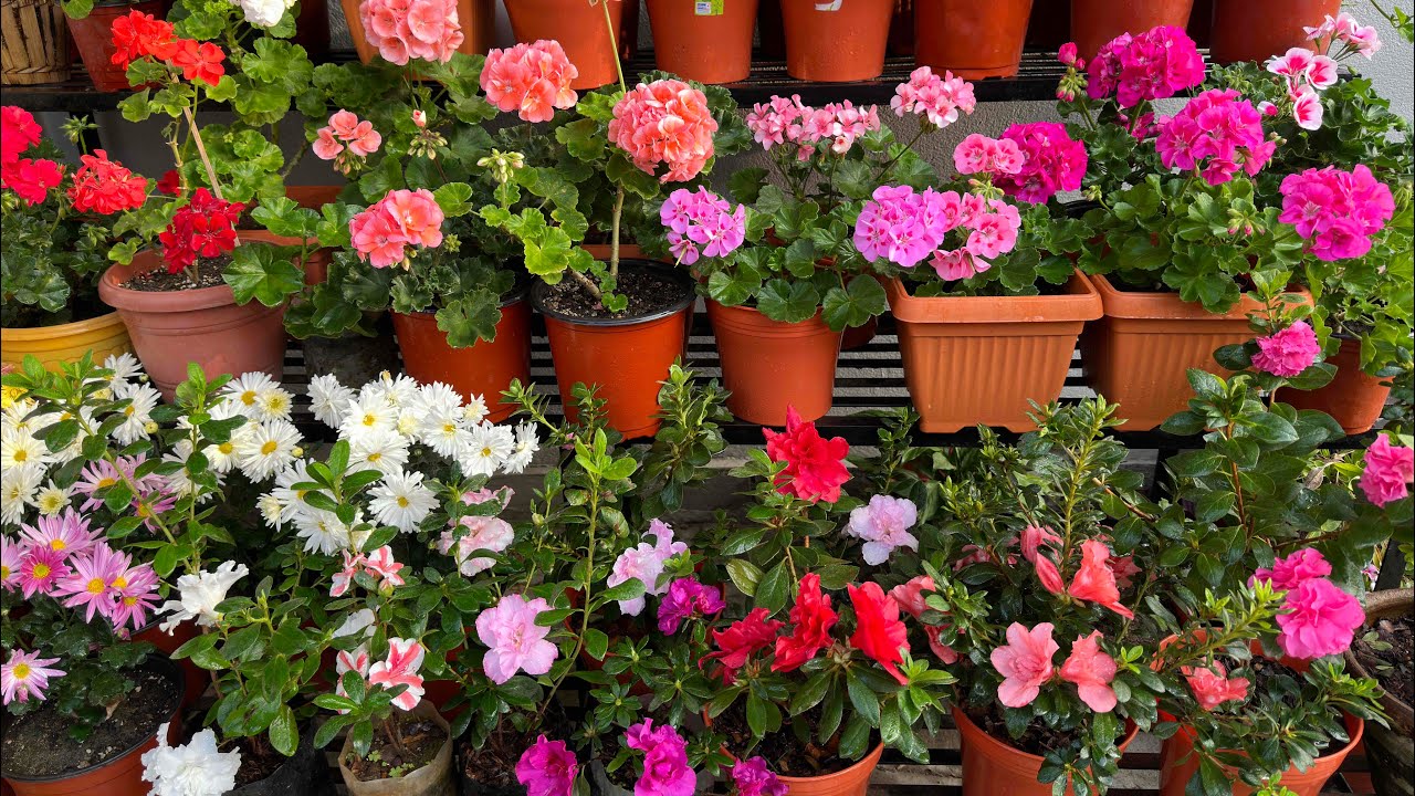 Beautiful Flowers  with different colors  🌸🌼🌺 (Geranium, Azalea, chrysanthemum, Geranium ivy) |