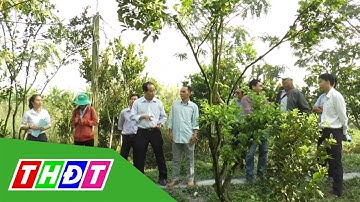 Lai Vung: Khắc phục hiện tượng vàng lá thối rễ trên cây có múi | THDT