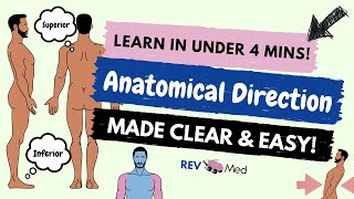 Anatomical Position & Direction under 4 minutes! [KEY Terms in Anatomy]