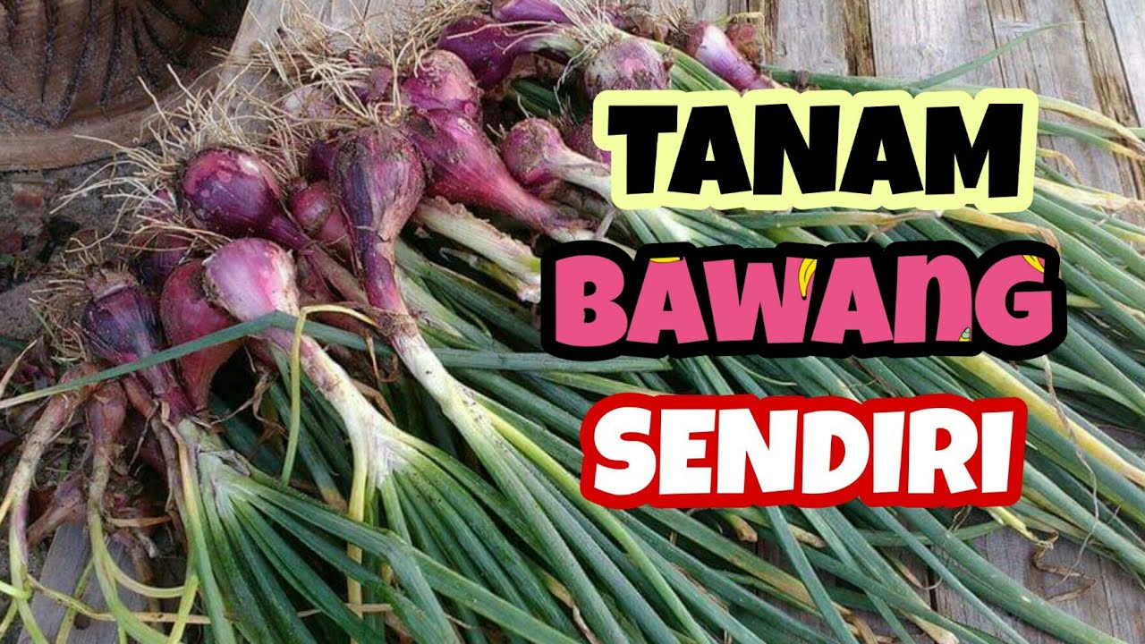 Cara Tanam Daun Bawang | Hidroponik | Media Air - YouTube