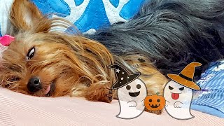 【Small and cute Yorkshire terrier dog with tongue out】not a ghost