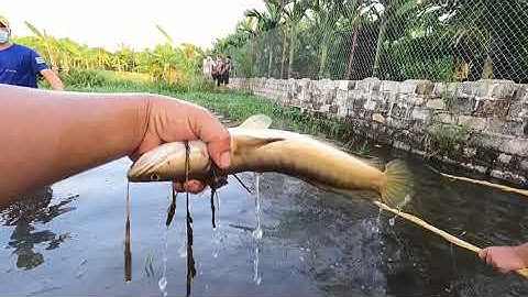 Bắt Cặp Cá Lóc Quẫy Đẻ Trên Ruộng Lúa Mới Gặt Cực Hấp Dẫn | Thú Vui 3 Miền