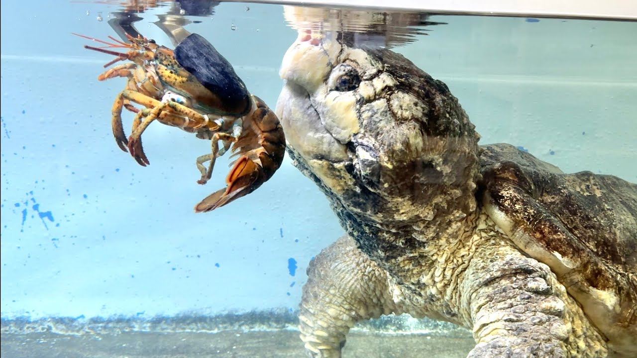 I gave a giant alligator turtle a whole lobster - YouTube