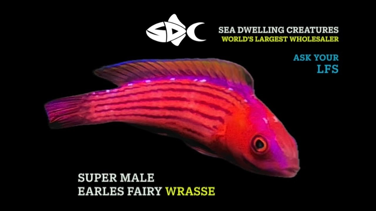 In Stock January 31, 2026 SeaDwelling.com
