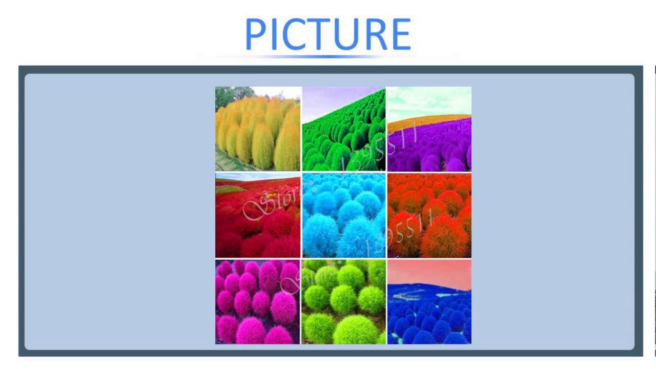 100 pcs Grass seeds Perennial  Grass Burning Bush Kochia Scoparia Seeds Red Garden Ornament