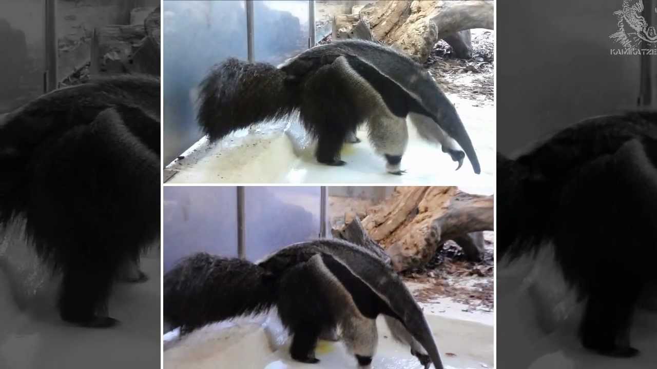 Baby Anteater riding on mommy's back [p2]