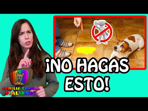 ENSEÑAR a mi PERRO A IR AL BAÑO y HACER SUS NECESIDADES en el lugar correcto | ERRORES comunes