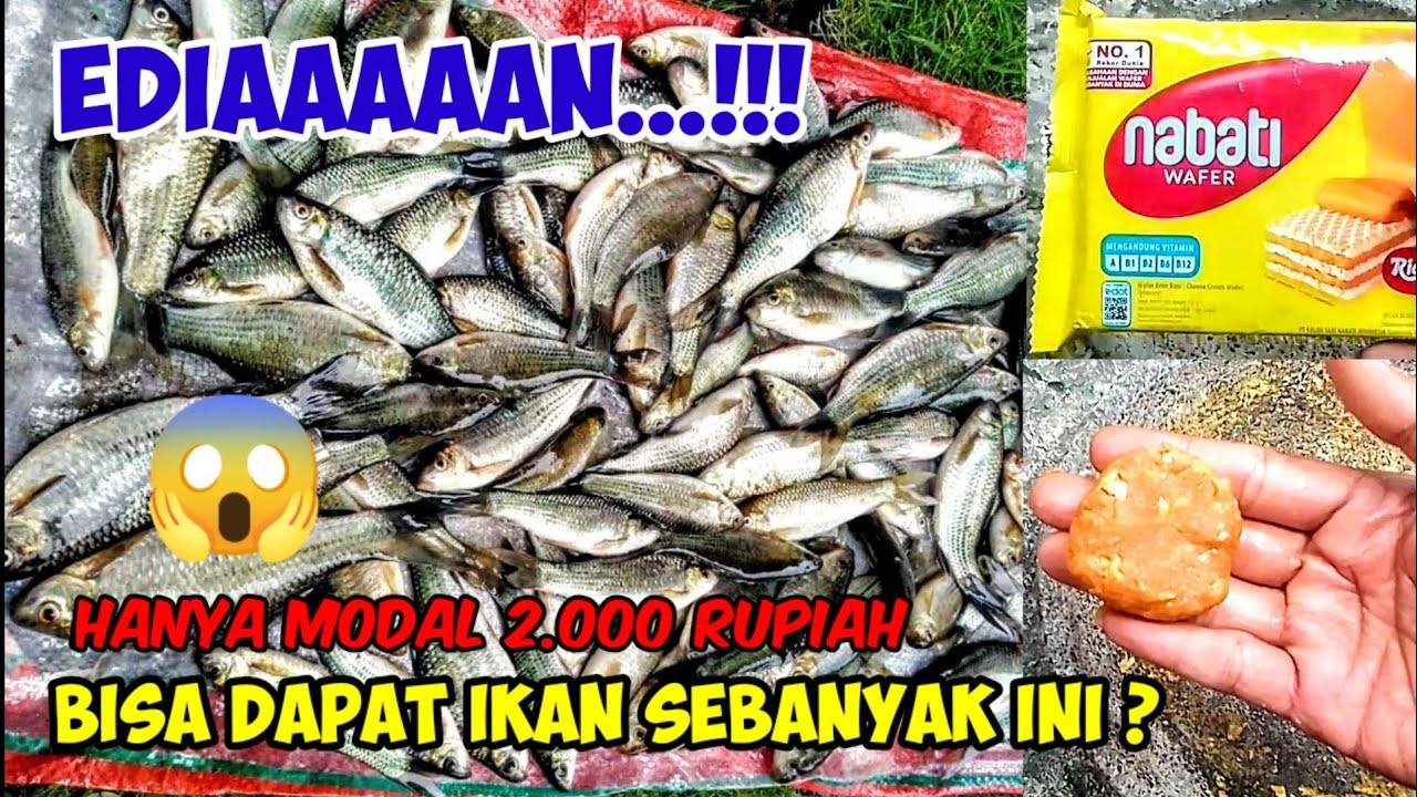 racikan umpan ikan nilem || TES LANGSUNG DOBLE STRIKE