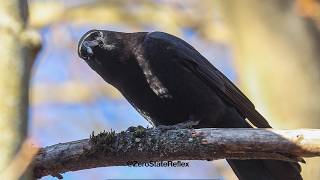 A Crows Intense Focus