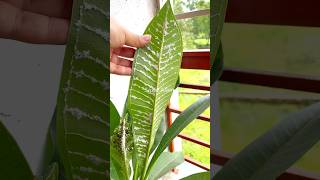 Gacher puka dur korar upay 🌱#follow #foryou #plants #planting #plantcare