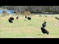 Orlando Wetland Park 2017