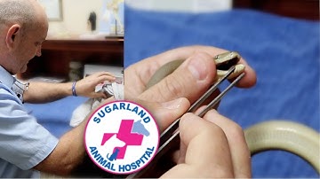 BASIL THE OLIVE PYTHON