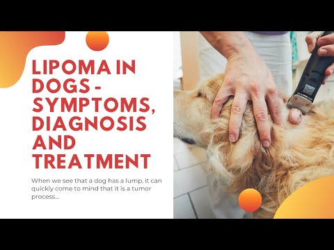 🤚🐶 LIPOMA IN DOGS - Symptoms, Diagnosis and Treatment