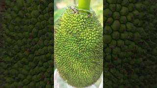 Jackfruit cultivation in pot of my rooftop #shortvideo #jackfruit #fruit #viral#garden #greenrooftop