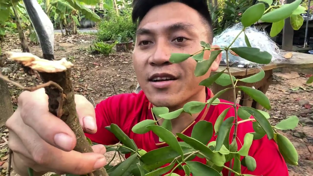 Em dọn dẹp cây Tầm Gửi đang bám vào cây Lộc Vừng lúc chiều Mùng 5 Tết - Xuân Bính Ngọ 2026 |Tập 7|