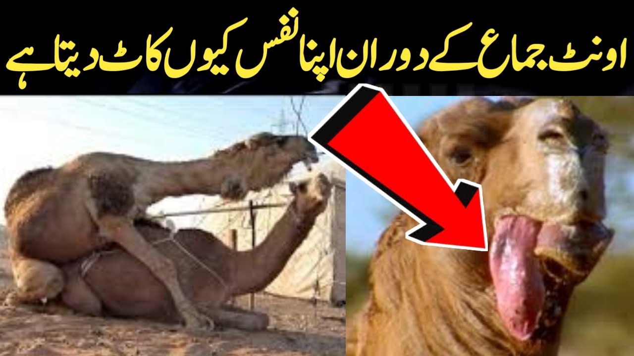 Interesting Facts About Camel in Urdu Amazing Facts About Camel in