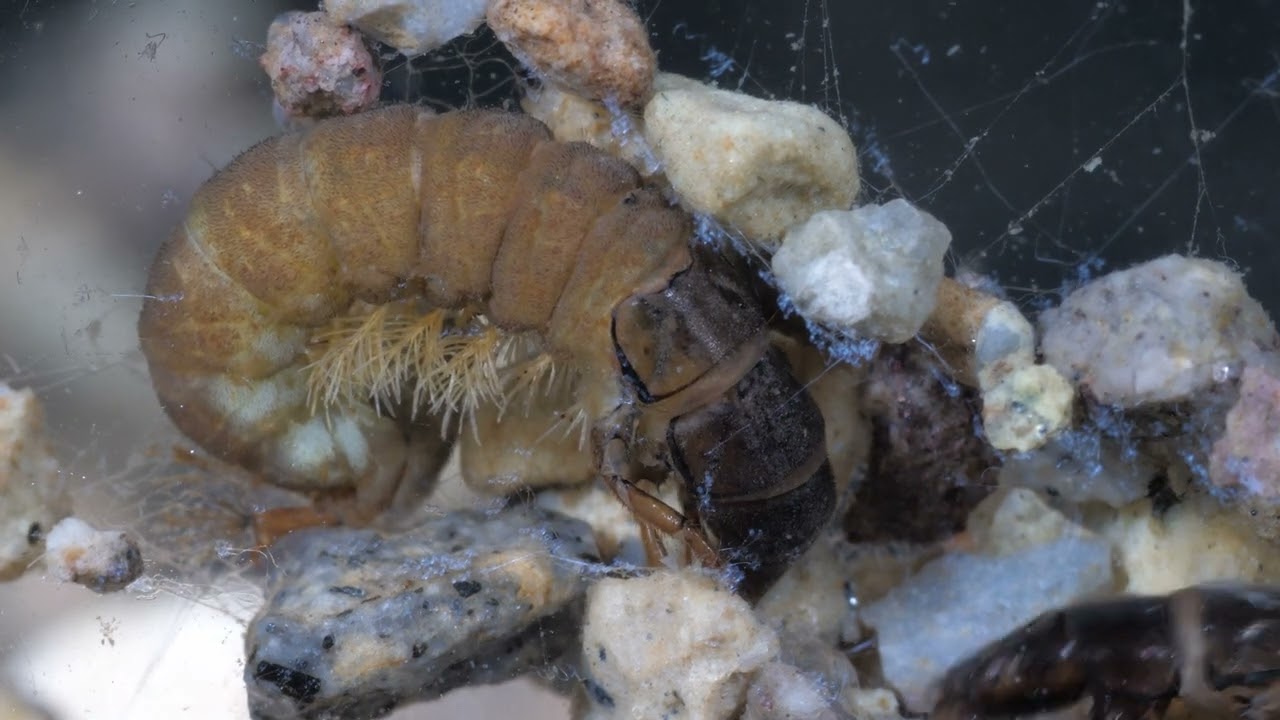 Netspinning caddisfly (Hydropsychidae) larvae/Szövőtegzes lárvák YouTube