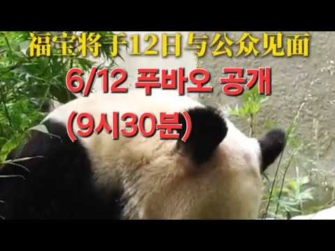 6/8 푸바오영상 #福宝,#FuBao,#panda,#fubao,#福寶