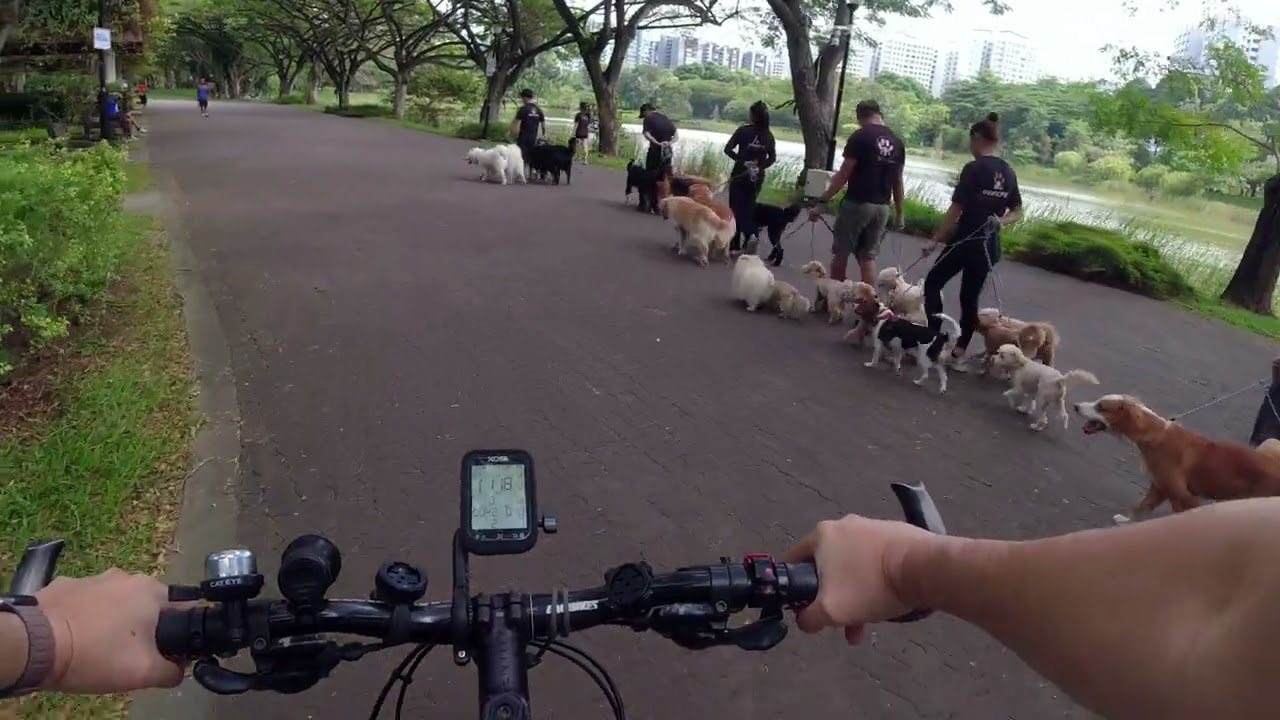 2025 12 244k Dogs walkie