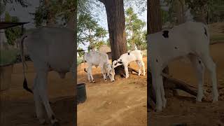 New Short Video Tranding