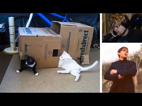 cat.exe-has-stopped-working-|-hidden-far-from-home-villain-|-meme-review-monday