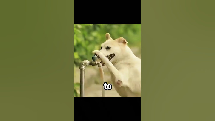 A cute dog repays the good man with heart touching gestures #shorts